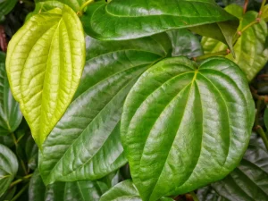 Daun sirih Piper betle berwarna hijau mengilap tumbuh rimbun di Padang, Indonesia