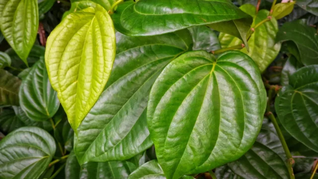 Daun sirih Piper betle berwarna hijau mengilap tumbuh rimbun di Padang, Indonesia