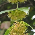 Daun hijau dan rangkaian bunga kekuningan tanaman gambir Uncaria gambir di kebun botani