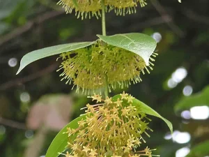 Daun hijau dan rangkaian bunga kekuningan tanaman gambir Uncaria gambir di kebun botani