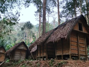 Deretan leuit atau lumbung padi berbentuk panggung di tengah hutan kawasan Baduy Luar