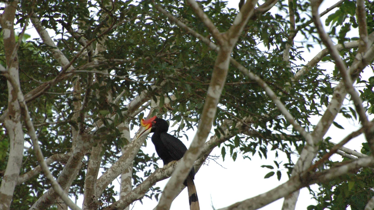 Burung enggang badak berparuh besar bertengger di dahan pohon tinggi hutan Borneo