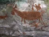 Gambar cadas sosok hewan berwarna merah kecokelatan di dinding gua Liangkabori, Pulau Muna