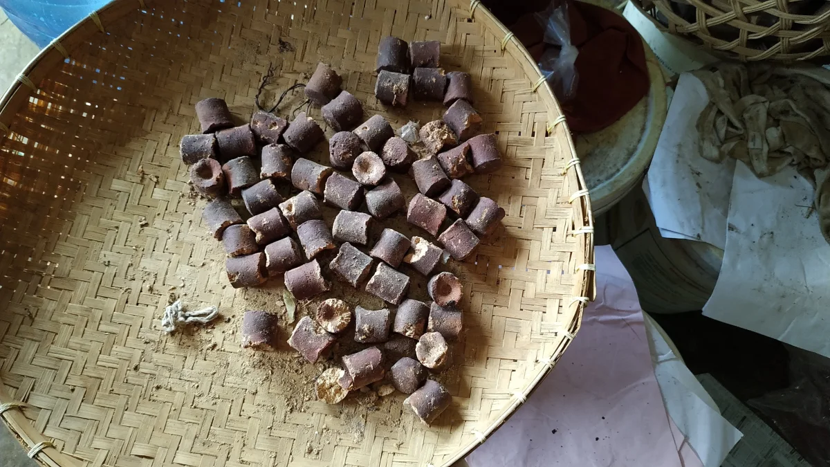 Potongan gambir kering berbentuk silinder cokelat di atas tampah anyaman bambu