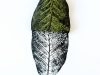 Ilustrasi selembar daun hijau di samping cetakan hitam tulang daun yang sama.