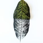 Ilustrasi selembar daun hijau di samping cetakan hitam tulang daun yang sama.