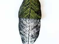 Ilustrasi selembar daun hijau di samping cetakan hitam tulang daun yang sama.