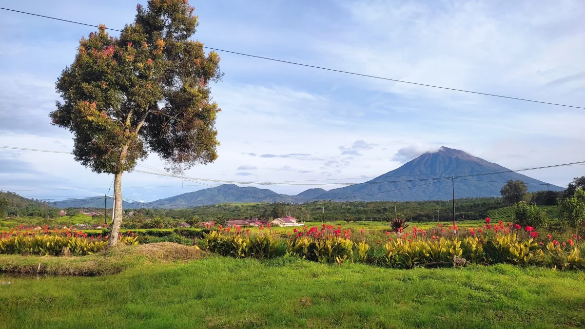 Gunung Kerinci menjulang di balik kebun bunga dan pohon di Kayu Aro