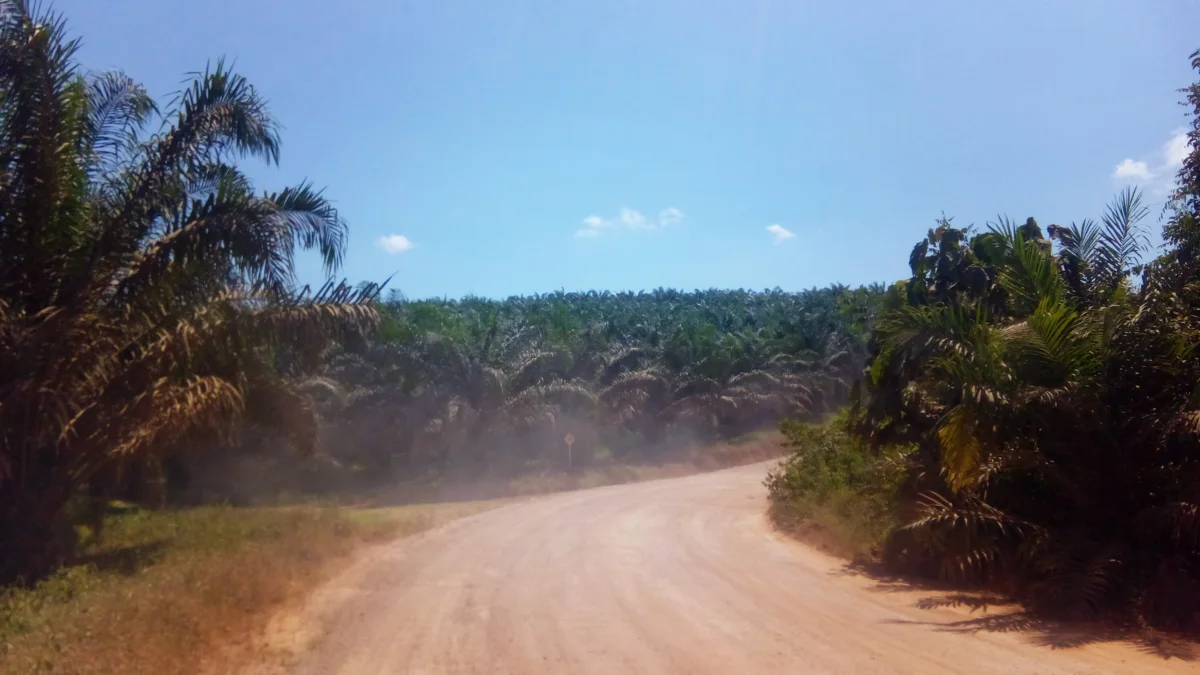 Jalan tanah membelah hamparan kebun kelapa sawit di Kabupaten Lamandau