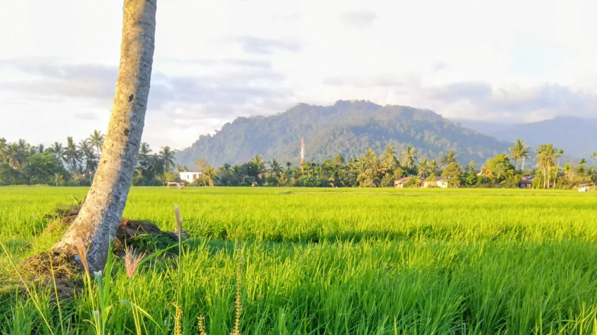 Hamparan sawah hijau di Lubuk Buaya, Koto Tangah, Kota Padang, berlatar perbukitan
