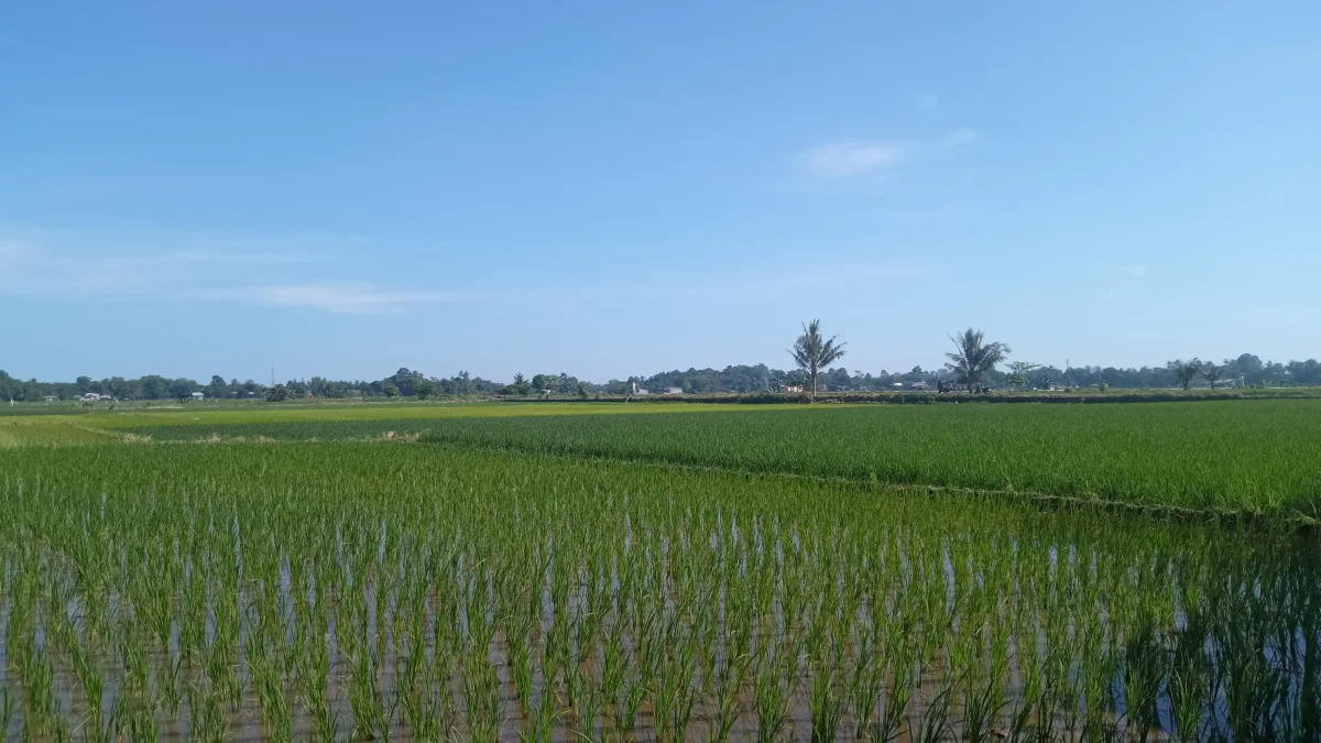 Hamparan sawah padi muda dan pohon palem di Kabupaten Gowa, Sulawesi Selatan