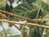 Buah mengkudu menggantung di dahan di antara daun hijau