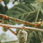 Buah mengkudu menggantung di dahan di antara daun hijau