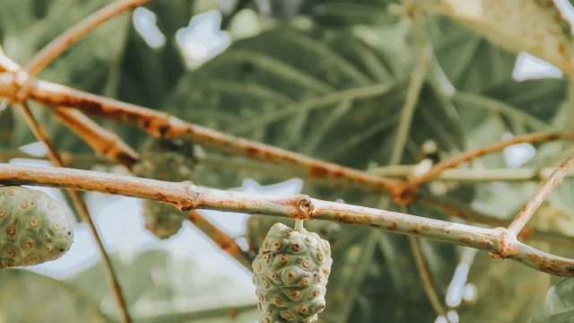 Buah mengkudu menggantung di dahan di antara daun hijau