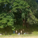 Pohon-pohon besar hutan adat MauRan di Desa Fatulotu, Kabupaten Belu, Nusa Tenggara Timur
