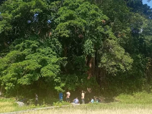 Pohon-pohon besar hutan adat MauRan di Desa Fatulotu, Kabupaten Belu, Nusa Tenggara Timur