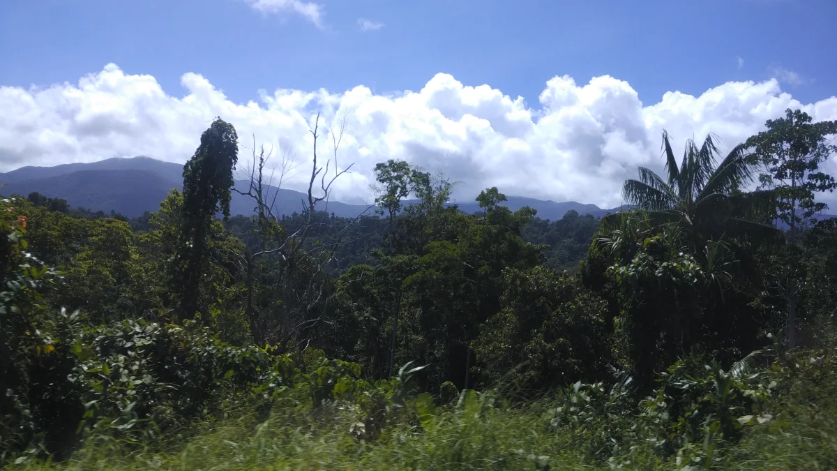 Hamparan hutan dan punggungan gunung Taman Nasional Aketajawe-Lolobata di Halmahera Timur