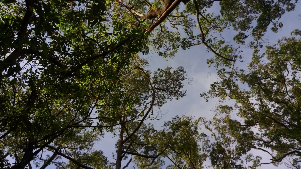 Kanopi pepohonan hutan di kaki Gunung Mutis, Pulau Timor, dilihat dari bawah