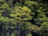 Pepohonan rapat hutan lindung Olas di Pulau Seram, Maluku