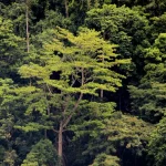 Pepohonan rapat hutan lindung Olas di Pulau Seram, Maluku