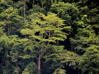 Pepohonan rapat hutan lindung Olas di Pulau Seram, Maluku