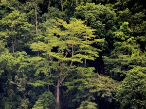 Pepohonan rapat hutan lindung Olas di Pulau Seram, Maluku