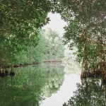 Hutan mangrove rimbun dengan akar tunjang di tepi perairan yang tenang