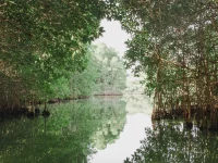 Hutan mangrove rimbun dengan akar tunjang di tepi perairan yang tenang