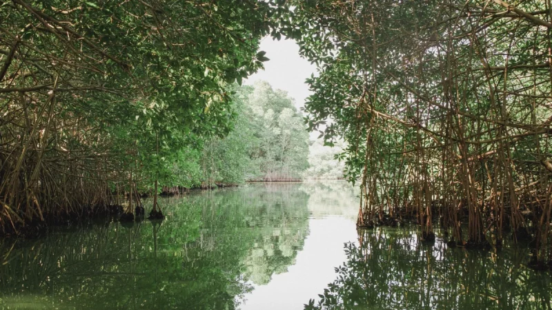 Hutan mangrove rimbun dengan akar tunjang di tepi perairan yang tenang
