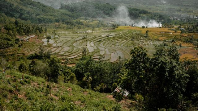 Ilustrasi ladang bertingkat di lereng berhutan dengan barisan bukit di kejauhan.