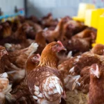 Ilustrasi ayam petelur pada kandang sistem bebas sangkar dengan tempat pakan