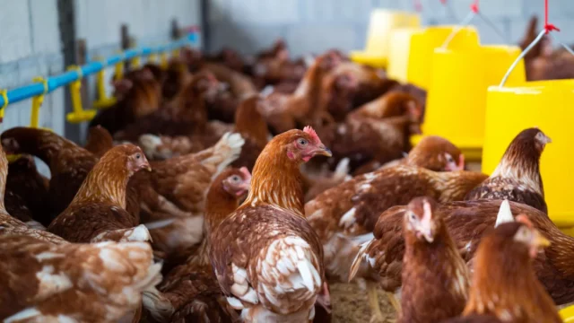 Ilustrasi ayam petelur pada kandang sistem bebas sangkar dengan tempat pakan