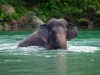Ilustrasi gajah sumatera berendam di sungai