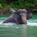 Ilustrasi gajah sumatera berendam di sungai
