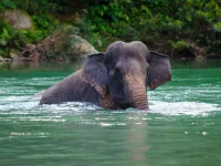 Ilustrasi gajah sumatera berendam di sungai