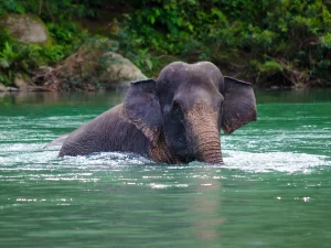 Ilustrasi gajah sumatera berendam di sungai