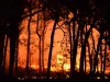 Ilustrasi kebakaran hutan yang membakar tegakan pohon pada malam hari