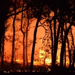 Ilustrasi kebakaran hutan yang membakar tegakan pohon pada malam hari