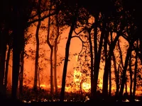 Ilustrasi kebakaran hutan yang membakar tegakan pohon pada malam hari