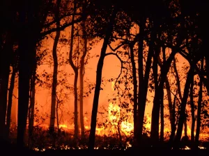 Ilustrasi kebakaran hutan yang membakar tegakan pohon pada malam hari