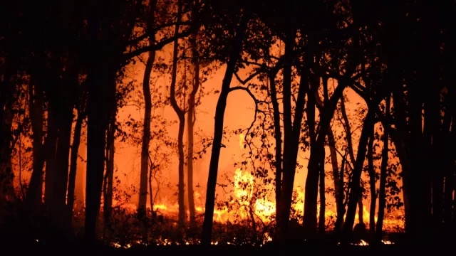 Ilustrasi kebakaran hutan yang membakar tegakan pohon pada malam hari