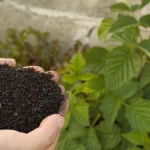 Tangan menggenggam kompos organik matang berwarna gelap di kebun