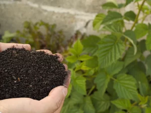 Tangan menggenggam kompos organik matang berwarna gelap di kebun