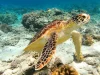 Ilustrasi penyu berenang di atas hamparan terumbu karang di perairan dangkal