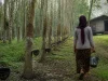 Ilustrasi perempuan berkerudung membawa ember lateks menyusuri kebun karet di tepi hutan