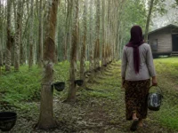 Ilustrasi perempuan berkerudung membawa ember lateks menyusuri kebun karet di tepi hutan