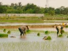 Ilustrasi petani menanam bibit padi di lahan sawah