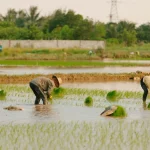 Ilustrasi petani menanam bibit padi di lahan sawah