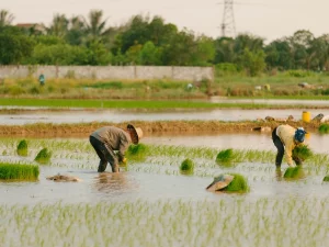 Ilustrasi petani menanam bibit padi di lahan sawah