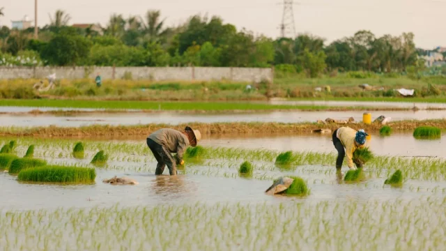 Ilustrasi petani menanam bibit padi di lahan sawah